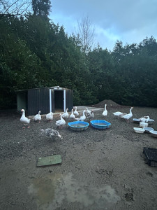 Photo de galerie - Garde d’animaux de basse cour