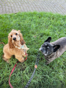 Photo de galerie - Balade Normand et Walter
