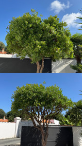 Photo de galerie - Elagage et coupe d'arbres