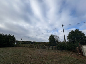 Photo de galerie - Abattage de sapin 