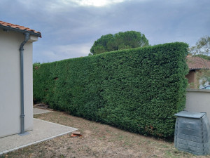 Photo de galerie - Taille de haie