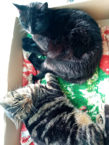 Photo de galerie - Garde chat