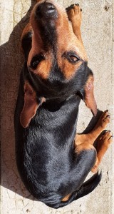 Photo de galerie - Voici une photo de réalisation proposée pour un Voisin