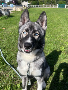 Photo de galerie - Notre louloute athena !