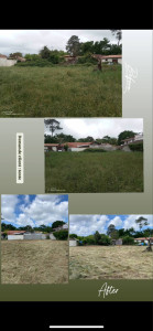 Photo de galerie - Débroussaillage 