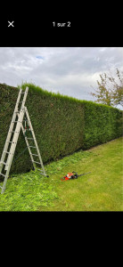 Photo de galerie - Taille de haies et d'arbustes