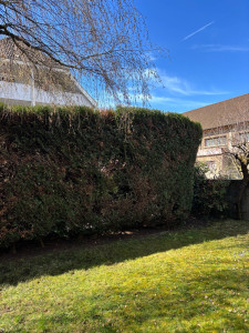 Photo de galerie - Taille de cyprès 