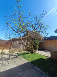 Photo de galerie - Elagage et coupe d'arbres