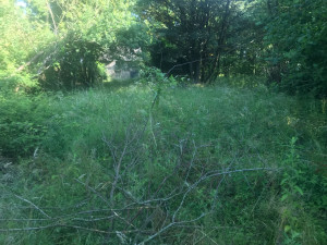 Photo de galerie - Tonte de pelouse - Débroussaillage