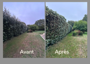 Photo de galerie - Réduction en épaisseur d'une haie