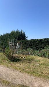 Photo de galerie - Réduction haie de résineux et broyage des déchets 