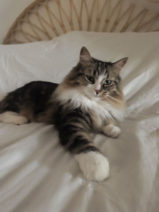 Photo de galerie - Fluffy 