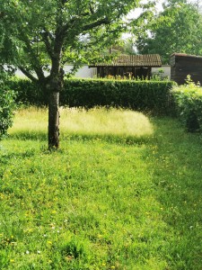 Photo réalisation - Tonte de pelouse - Débroussaillage - Aurélien B. - Sainte-Consorce : Tonte jardin 