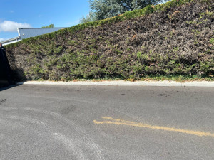 Photo de galerie - Taille de haies et d'arbustes