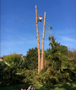 Photo de galerie - élagage d’un arbre 