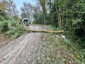Photo de galerie - Elagage et coupe d'arbres