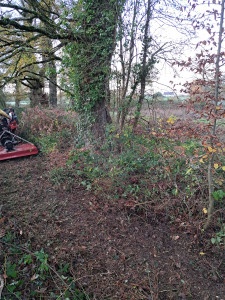 Photo de galerie - Débrousaillage de roncier avec micro tracteur et gyrobroyeur