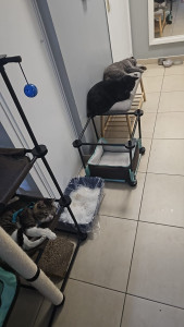 Photo de galerie - Django, choubidou, Cody