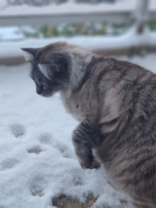 Photo de galerie - Découverte de la neige