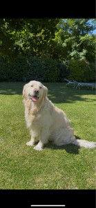 Photo de galerie - Voici mon chien Sisko