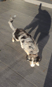 Photo de galerie - Garde chien