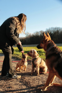 Photo de galerie - Garde animaux