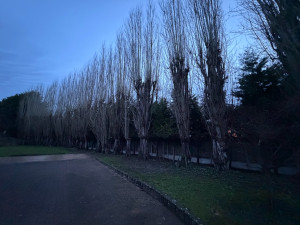 Photo de galerie - Elagage et coupe d'arbres