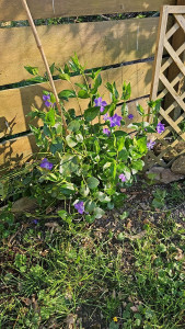 Photo de galerie - Plantation 