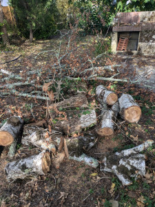 Photo de galerie - Bille de l'arbre débité