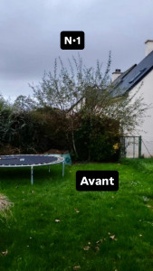 Photo de galerie - Elagage et coupe d'arbres