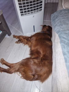 Photo de galerie - Garde d'une magnifique chienne 