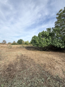 Photo de galerie - Elagage et coupe d'arbres