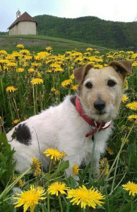 Photo de galerie - Garde chien