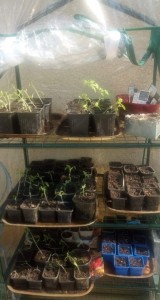 Photo de galerie - Les photos semis de tomates, elles ont bien grossies depuis, prêtes à être plantées au 15mai
