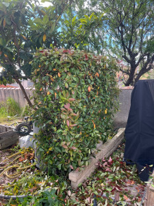 Photo de galerie - Taille de haie ?