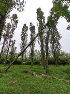 Photo de galerie - Abattage et tronçonnage d'un arbre tombé après la tempête 
