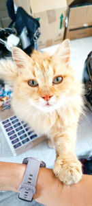 Photo de galerie - Harrys mon chat de 13ans