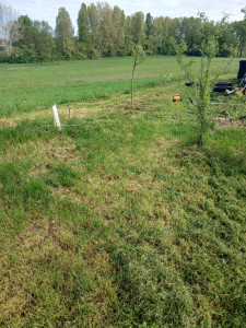 Photo de galerie - Tendre la pelouse