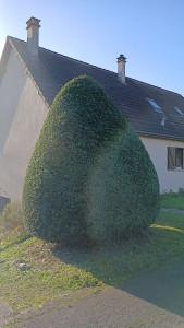 Photo de galerie - Boule de IF ?