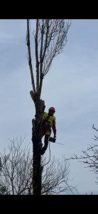Photo de galerie - Demontage peuplier 