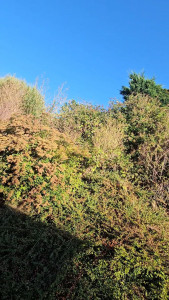 Photo de galerie - Entretien complet d un talus avec des ronces et taille arbustes