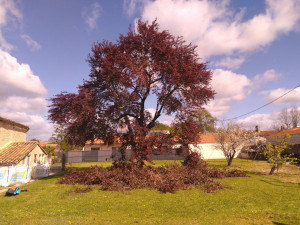Photo de galerie - Elagage et coupe d'arbres