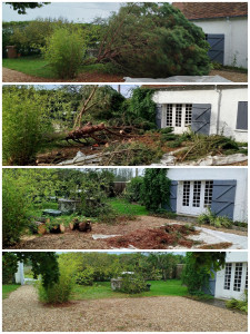 Photo de galerie - Arbre tombé à cause du vent violent. Débitage + évacuation complète de l'arbre.