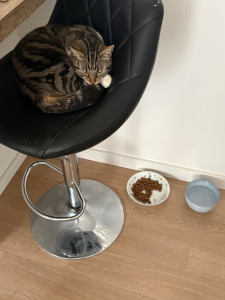 Photo de galerie - Garde de chat à mon domicile 