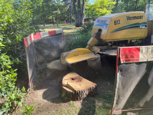 Photo de galerie - Grignotage d’une souche d’arbre. 