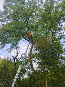 Photo de galerie - Coupages d’arbre 
