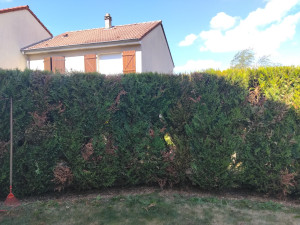 Photo de galerie - Taillage de haie 