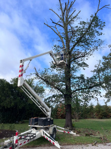 Photo de galerie - Elagage et coupe d'arbres