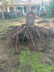 Photo de galerie - Elagage et coupe d'arbres