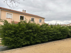 Photo de galerie - Taille de haies et d'arbustes